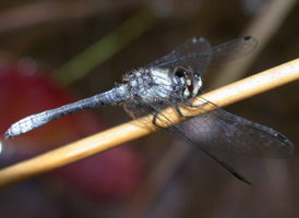 Elfin Skimmer